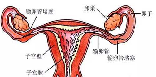 揭开子宫内膜神秘面纱：女性健康的关键因素